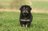 DOGUE DU TIBET 371